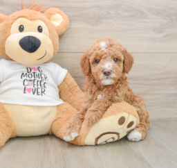7 week old Mini Goldendoodle Puppy For Sale - Puppy Love PR