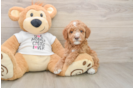 Best Mini Goldendoodle Baby