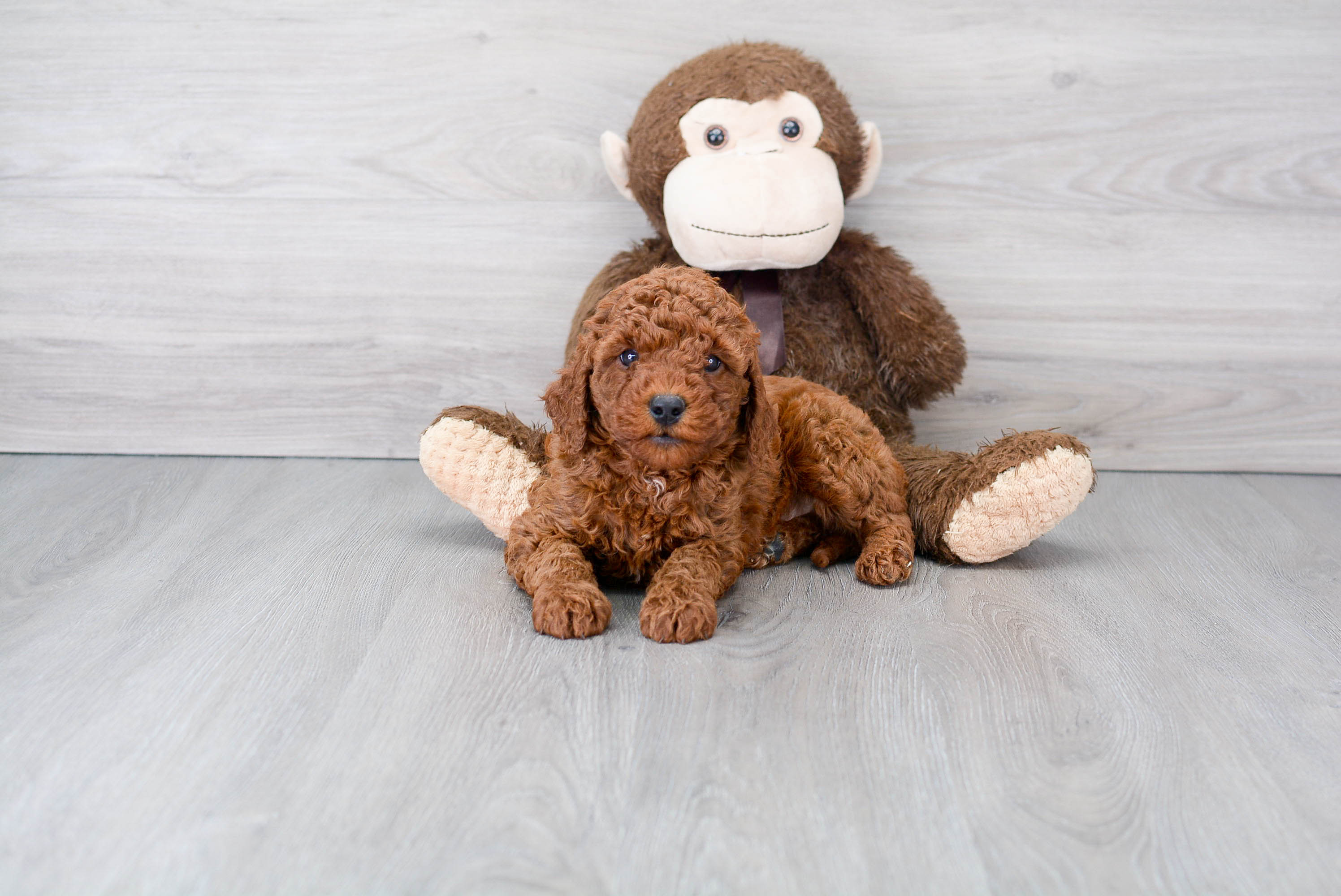 Petite Mini Goldendoodle Poodle Mix Pup