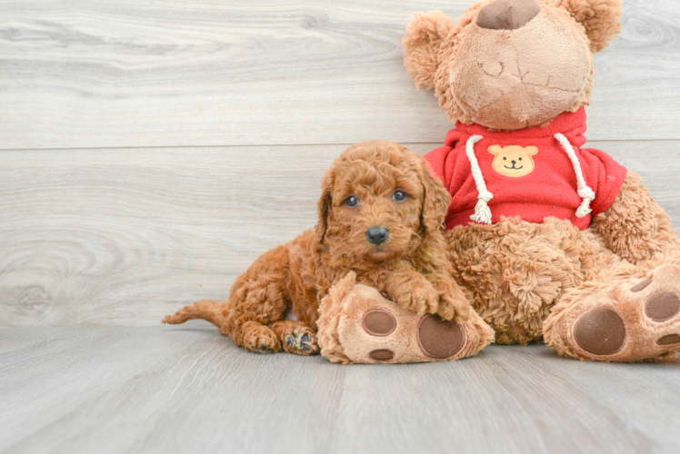 Meet Diva - our Mini Goldendoodle Puppy Photo 1/3 - Puppy Love PR Mini Goldendoodle Pup Being Cute