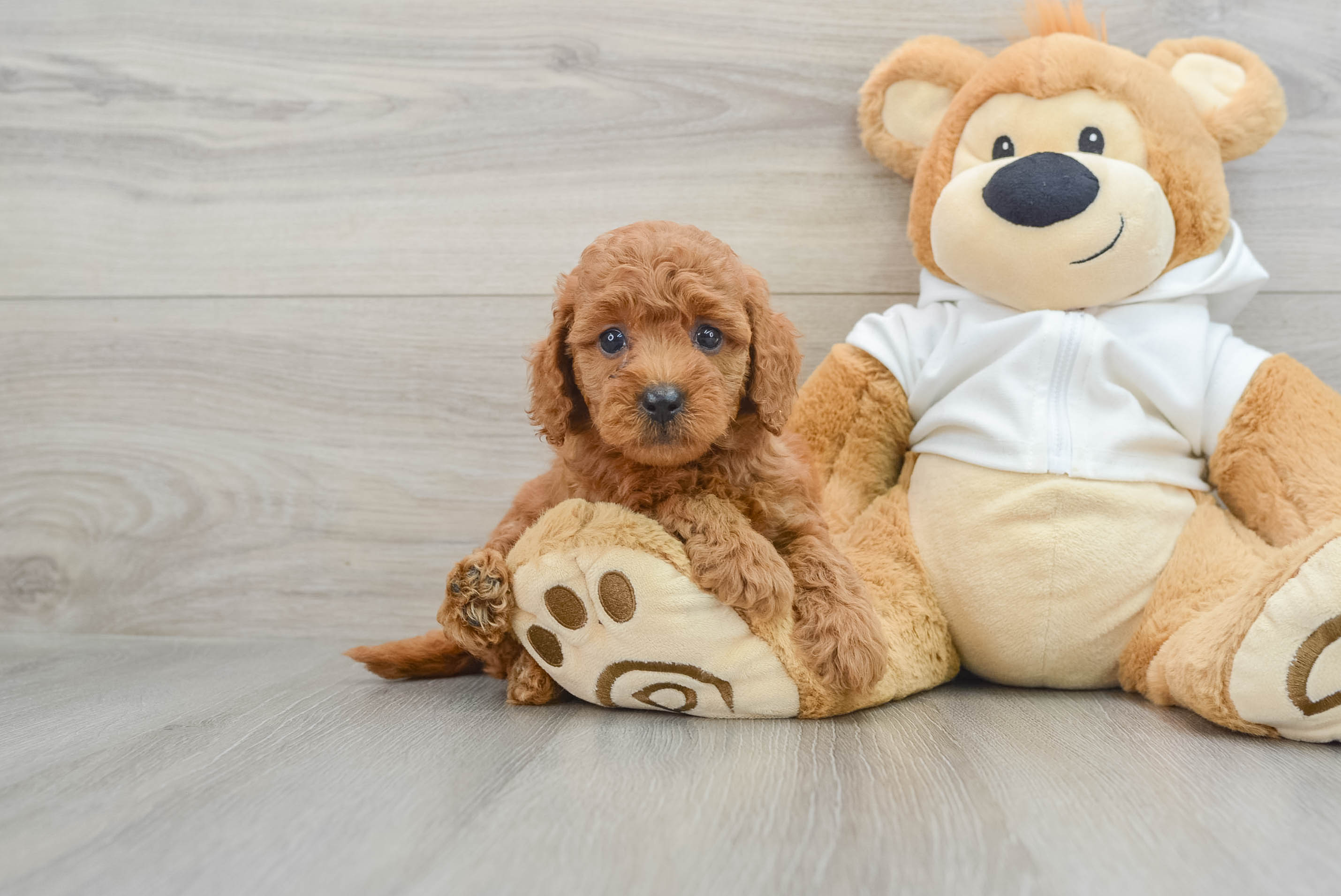 Small Mini Goldendoodle Baby
