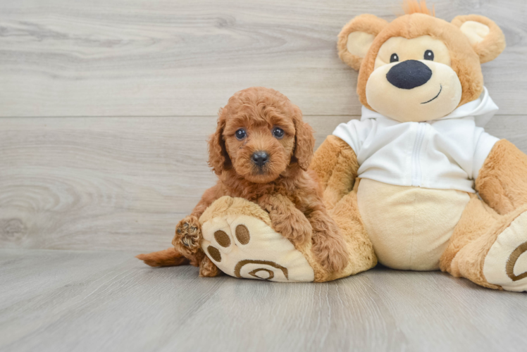 Small Mini Goldendoodle Baby