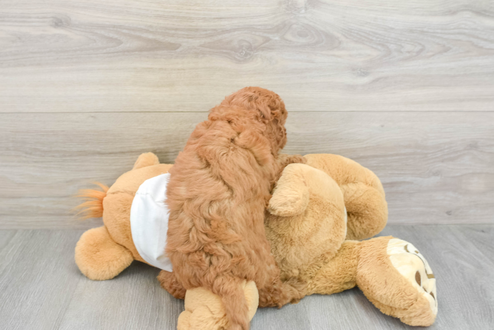 Mini Goldendoodle Puppy for Adoption