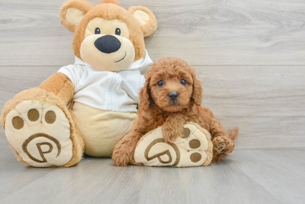 Mini Goldendoodle Pup Being Cute