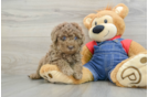 Mini Goldendoodle Puppy for Adoption