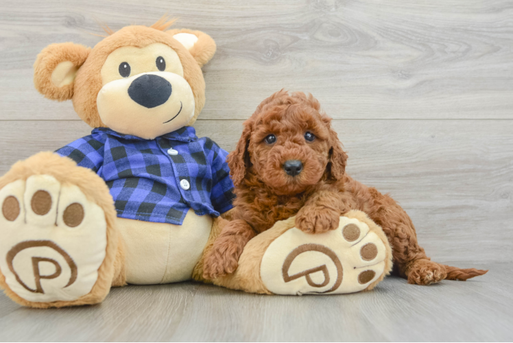 Mini Goldendoodle Puppy for Adoption