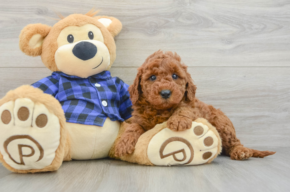 6 week old Mini Goldendoodle Puppy For Sale - Puppy Love PR
