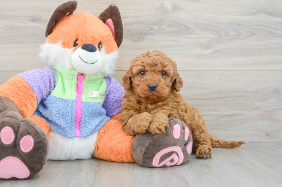 6 week old Mini Goldendoodle Puppy For Sale - Puppy Love PR