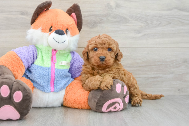 Meet Diva - our Mini Goldendoodle Puppy Photo 1/3 - Puppy Love PR Popular Mini Goldendoodle Poodle Mix Pup