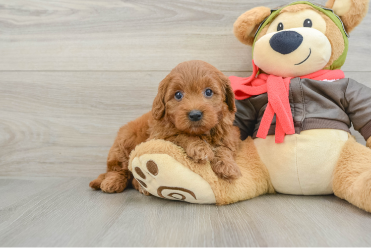 Happy Mini Goldendoodle Baby