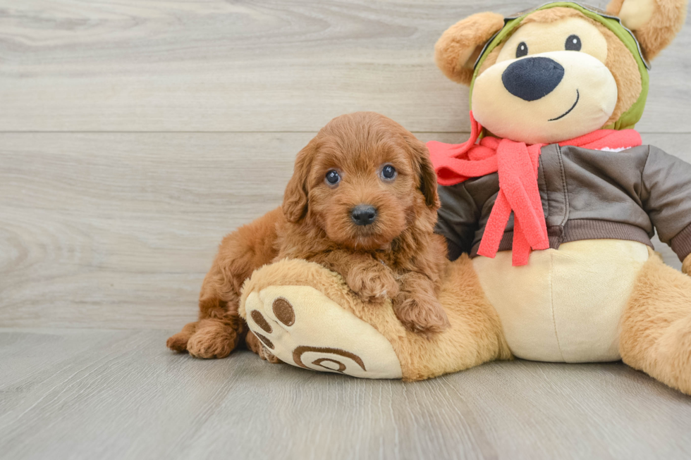 Happy Mini Goldendoodle Baby