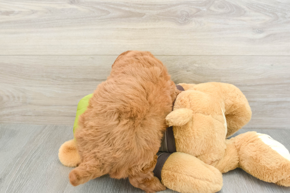 Mini Goldendoodle Pup Being Cute