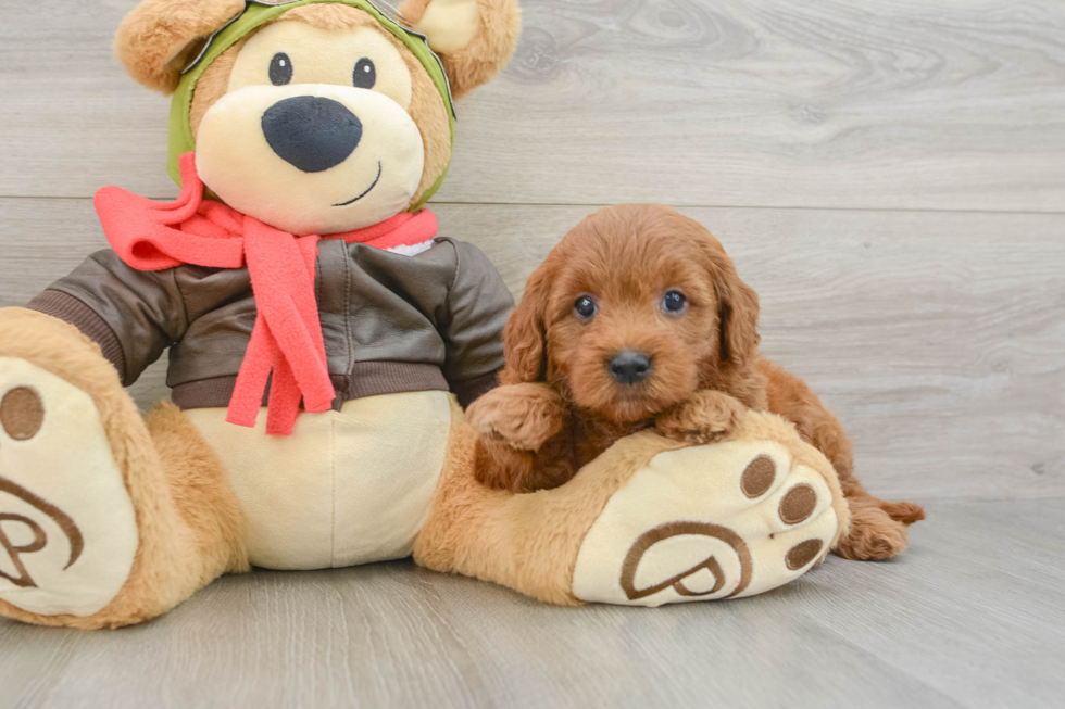 Best Mini Goldendoodle Baby