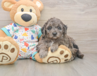 5 week old Mini Goldendoodle Puppy For Sale - Puppy Love PR