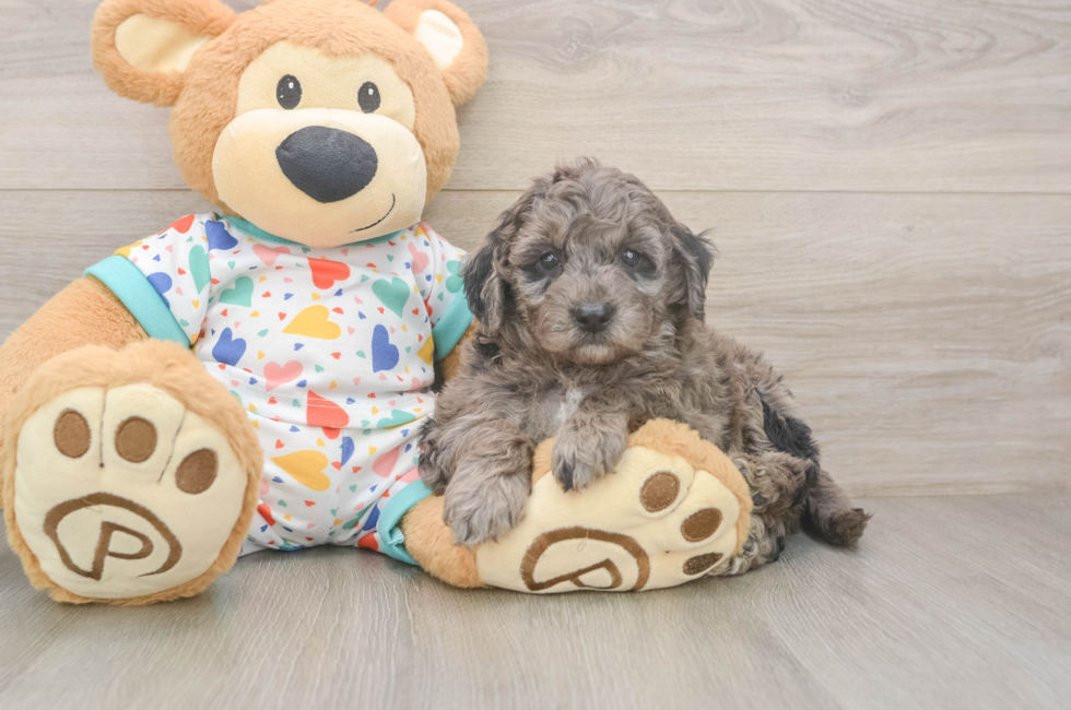 5 week old Mini Goldendoodle Puppy For Sale - Puppy Love PR