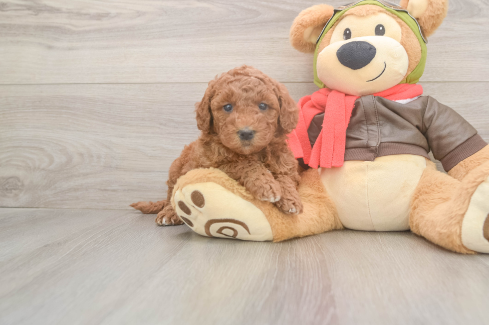 Funny Mini Goldendoodle Poodle Mix Pup