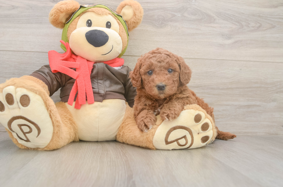 5 week old Mini Goldendoodle Puppy For Sale - Puppy Love PR