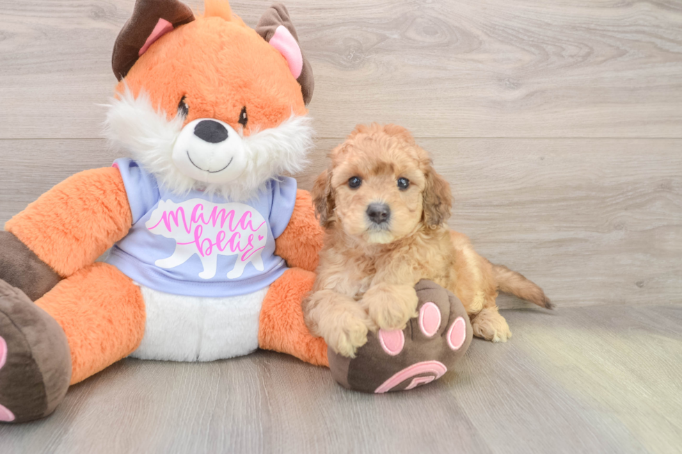 Mini Goldendoodle Puppy for Adoption