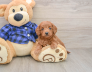 7 week old Mini Goldendoodle Puppy For Sale - Puppy Love PR