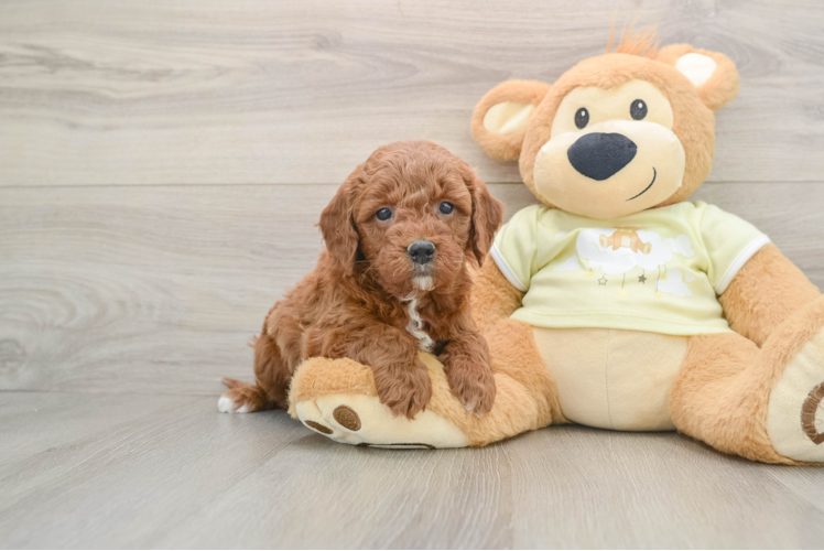 Mini Goldendoodle Puppy for Adoption