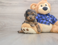 8 week old Mini Goldendoodle Puppy For Sale - Puppy Love PR