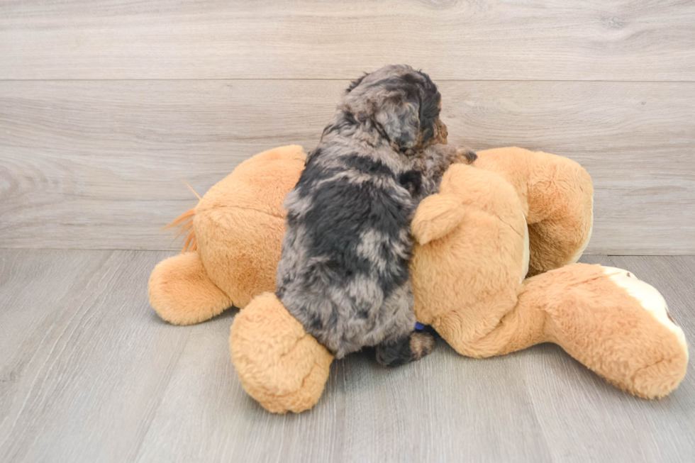 Petite Mini Goldendoodle Poodle Mix Pup