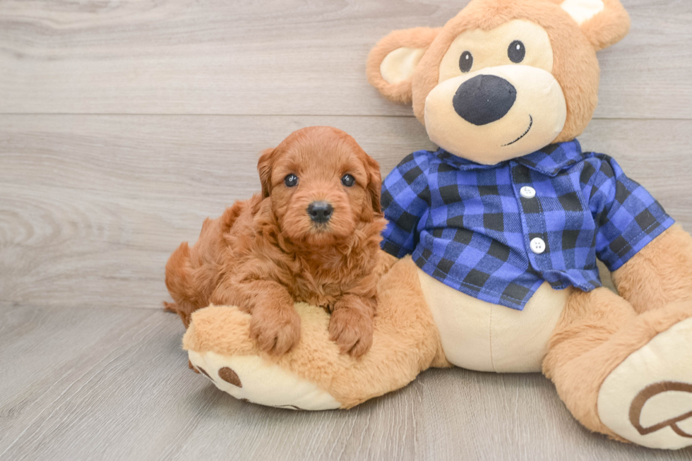 Mini Goldendoodle Pup Being Cute