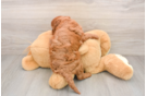 Mini Goldendoodle Pup Being Cute