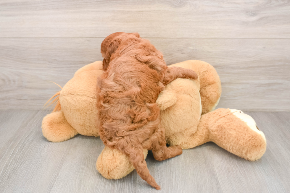 Mini Goldendoodle Pup Being Cute