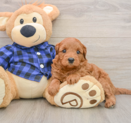 7 week old Mini Goldendoodle Puppy For Sale - Puppy Love PR