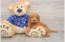 Petite Mini Goldendoodle Poodle Mix Pup