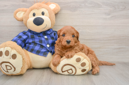 Petite Mini Goldendoodle Poodle Mix Pup