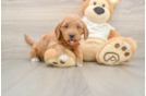 Cute Mini Goldendoodle Baby