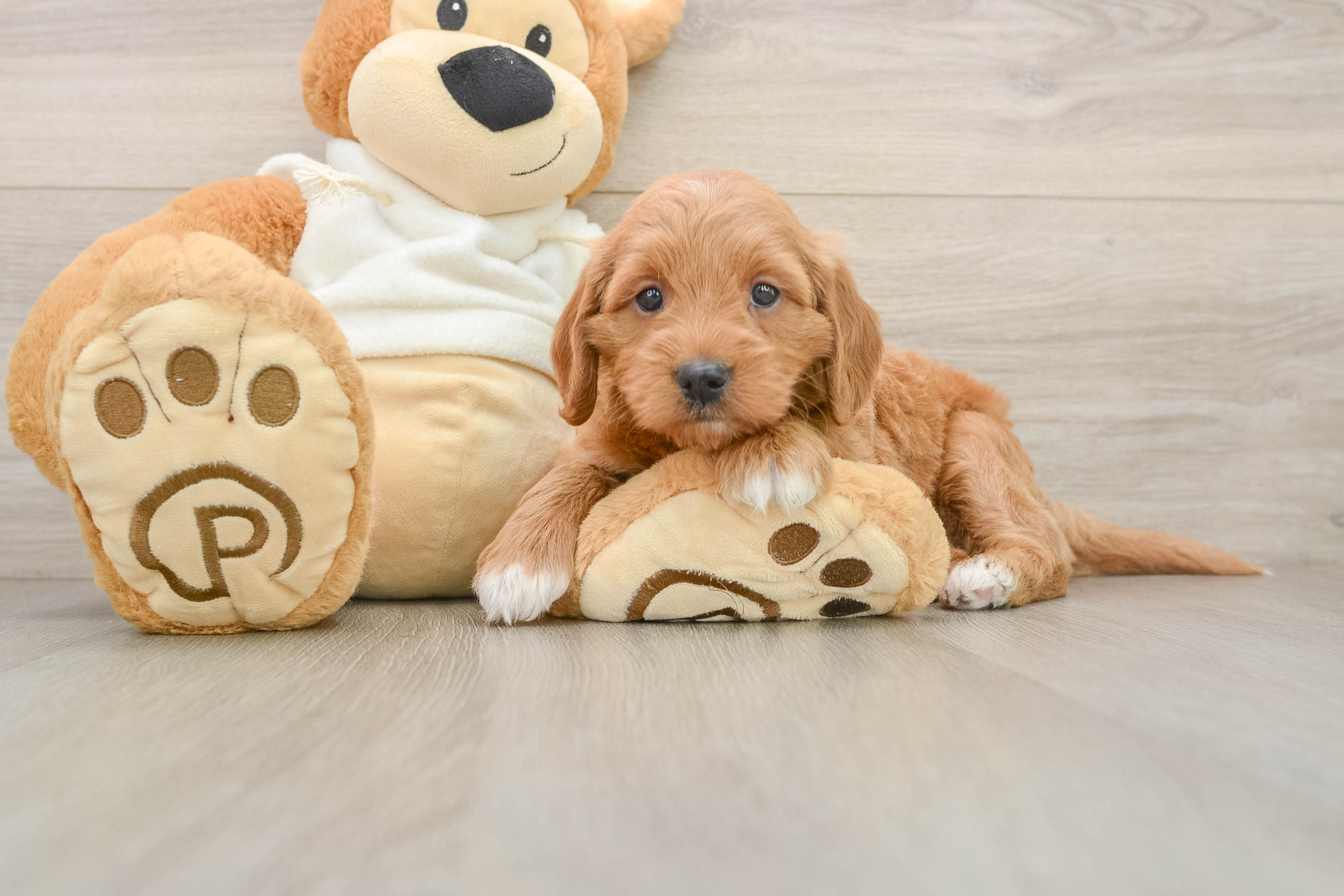 Playful Mini Groodle Poodle Mix Puppy
