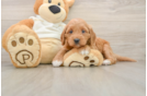 Playful Mini Groodle Poodle Mix Puppy