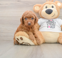 8 week old Mini Goldendoodle Puppy For Sale - Puppy Love PR