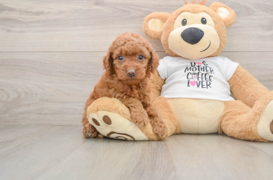 Adorable Golden Retriever Poodle Mix Poodle Mix Puppy