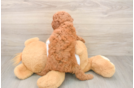 Friendly Mini Goldendoodle Baby