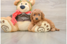 Sweet Mini Goldendoodle Baby