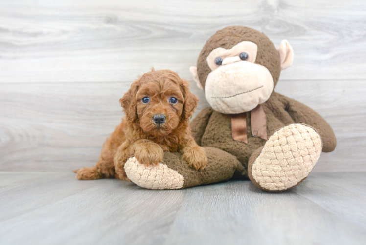 Meet Diva - our Mini Goldendoodle Puppy Photo 1/3 - Puppy Love PR Cute Mini Goldendoodle Baby
