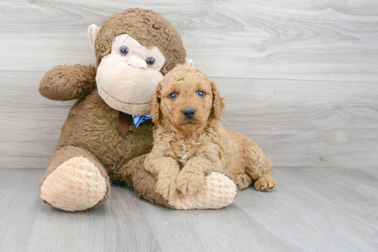 Meet Diva - our Mini Goldendoodle Puppy Photo 1/3 - Puppy Love PR Best Mini Goldendoodle Baby