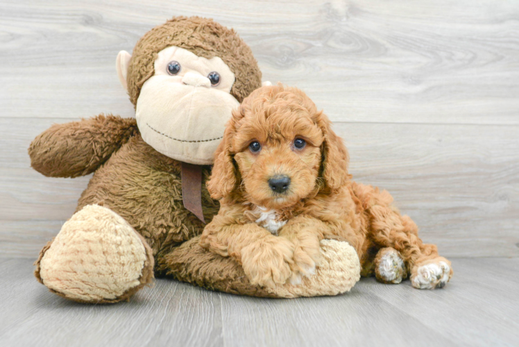 Smart Mini Goldendoodle Poodle Mix Pup