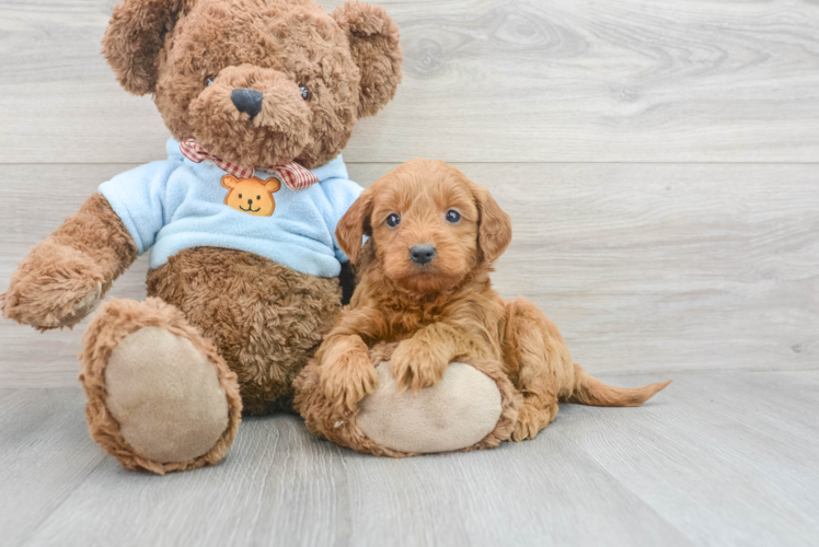 Meet Dolce - our Mini Goldendoodle Puppy Photo 1/3 - Puppy Love PR Best Mini Goldendoodle Baby