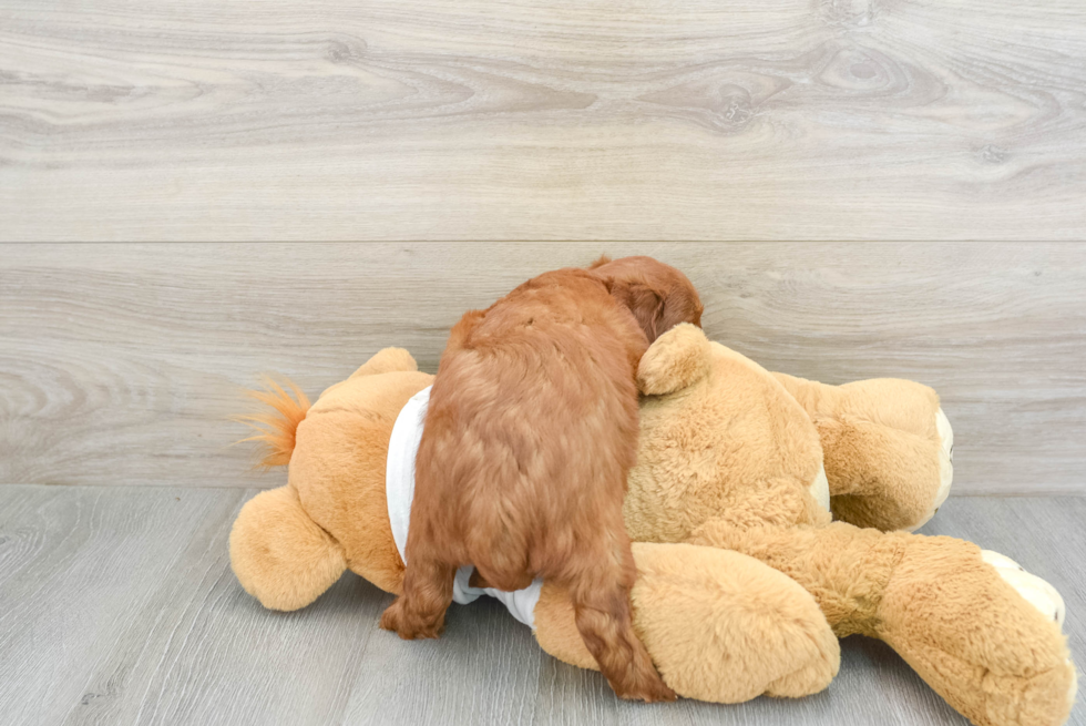 Mini Goldendoodle Pup Being Cute