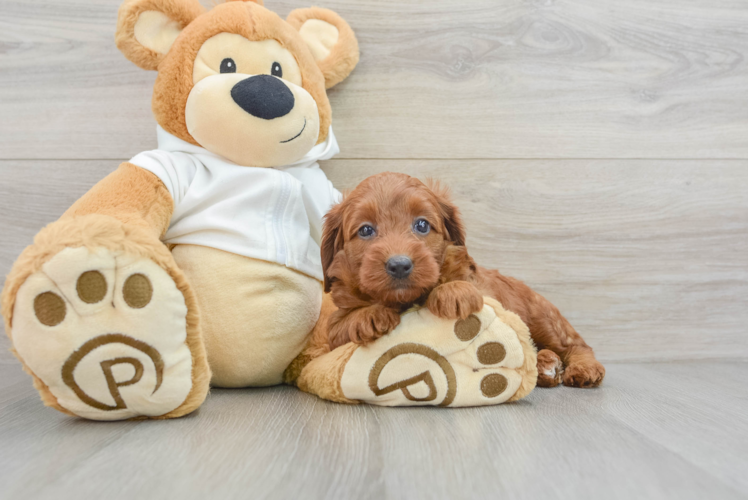 Little Mini Goldenpoo Poodle Mix Puppy