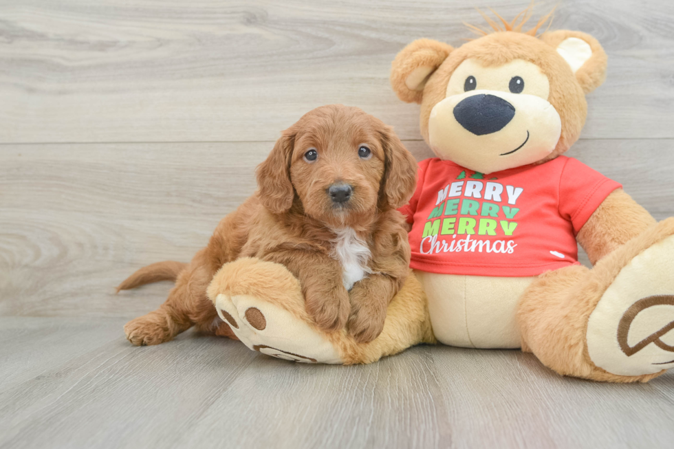 Hypoallergenic Mini Goldiepoo Poodle Mix Puppy