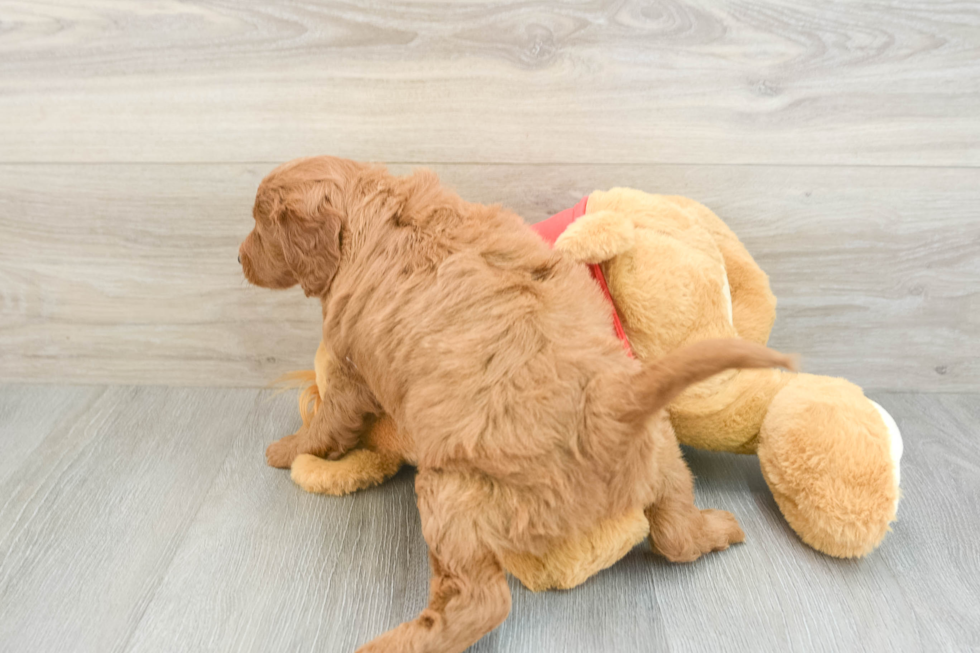 Petite Mini Goldendoodle Poodle Mix Pup