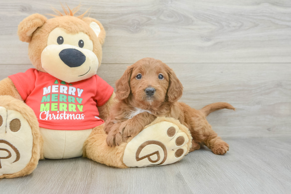 Cute Mini Goldendoodle Baby