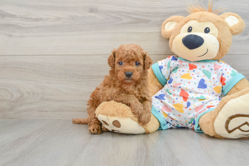 Friendly Mini Goldendoodle Baby