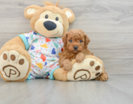 9 week old Mini Goldendoodle Puppy For Sale - Puppy Love PR